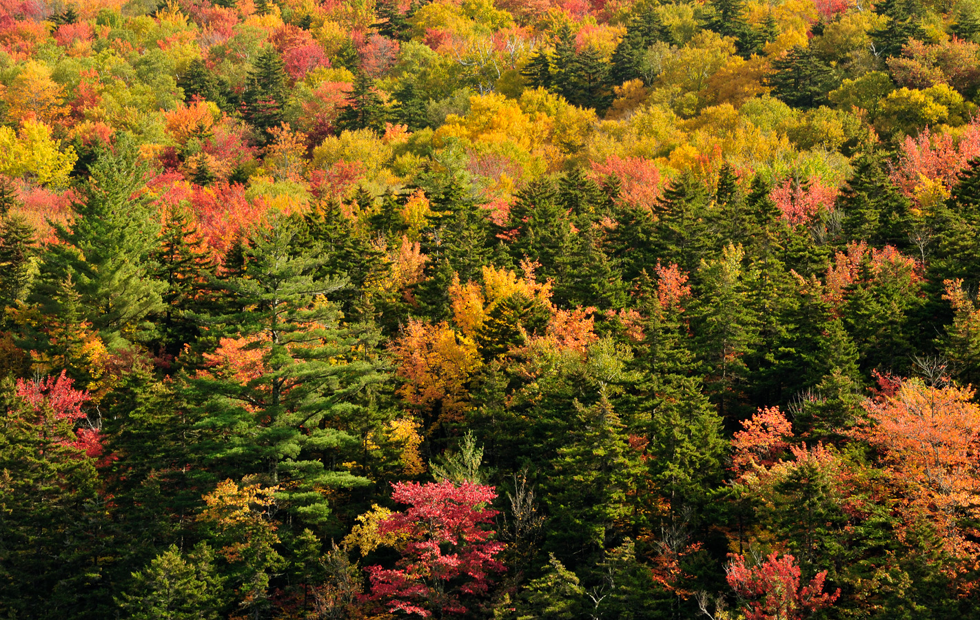 Hike up Mt. Cabot [200 mm, 1/80 sec at f / 14, ISO 400]